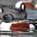 Northern Shoveler